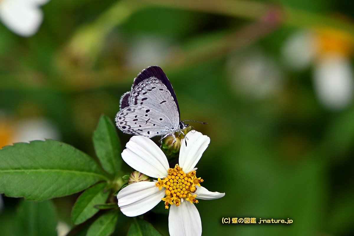 蝶の図鑑～今日の蝶ブログ