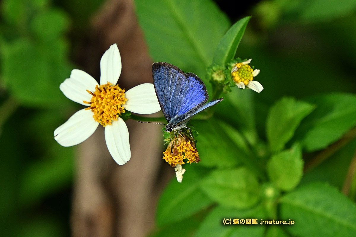 蝶の図鑑～今日の蝶ブログ