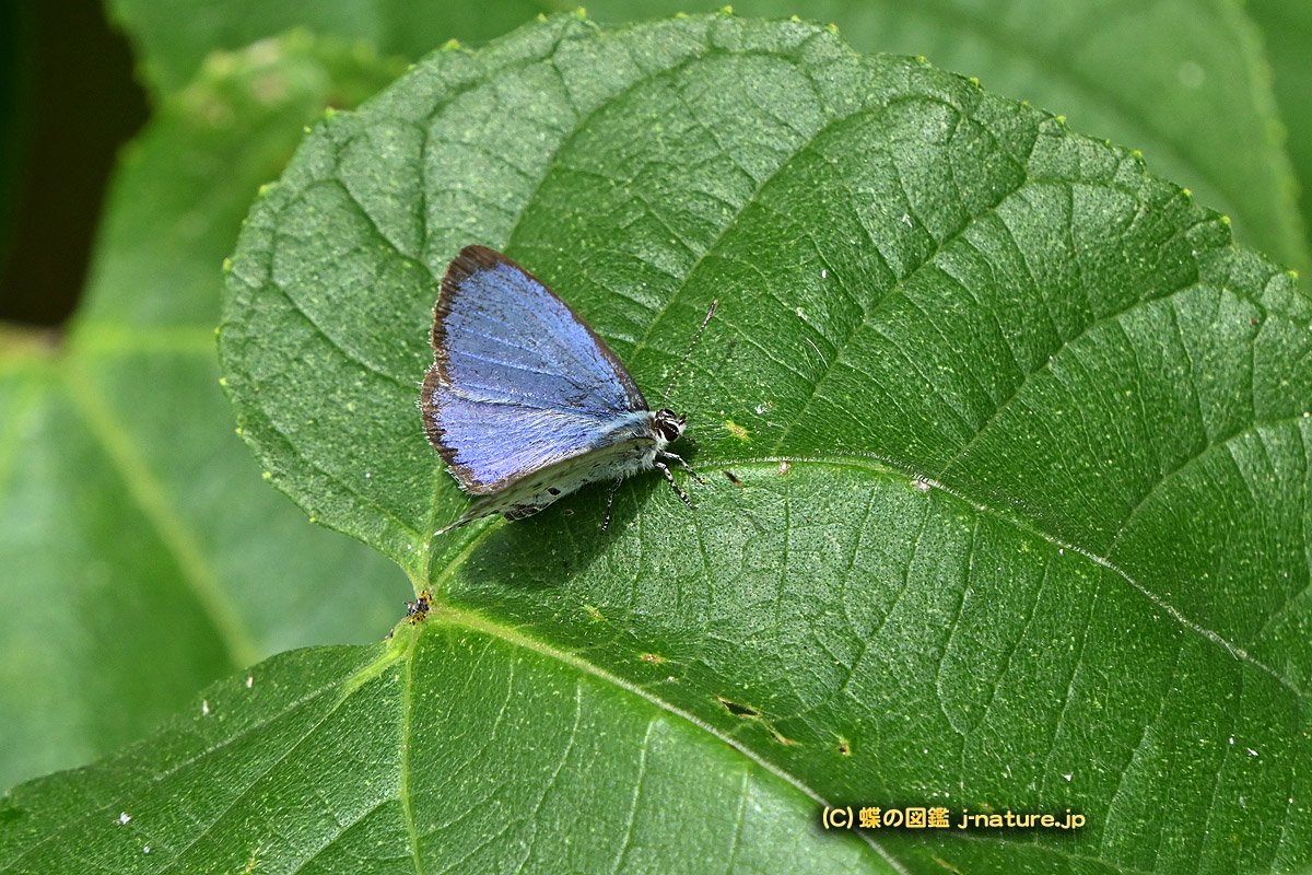 蝶の図鑑～今日の蝶ブログ