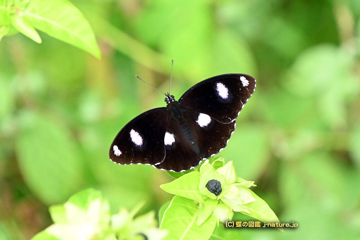 蝶の図鑑～今日の蝶ブログ