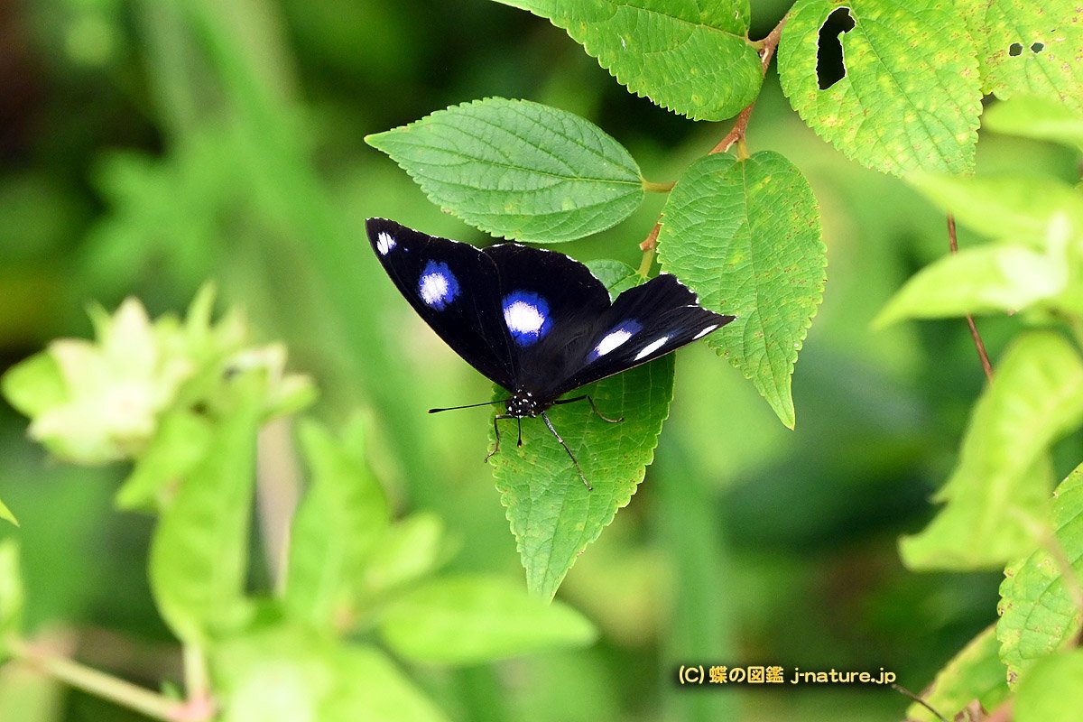 蝶の図鑑～今日の蝶ブログ