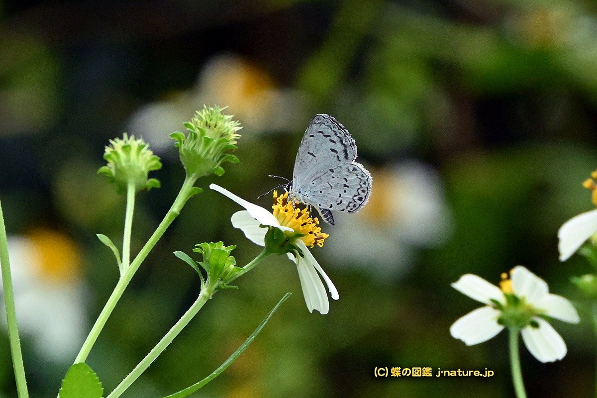 蝶の図鑑～今日の蝶ブログ