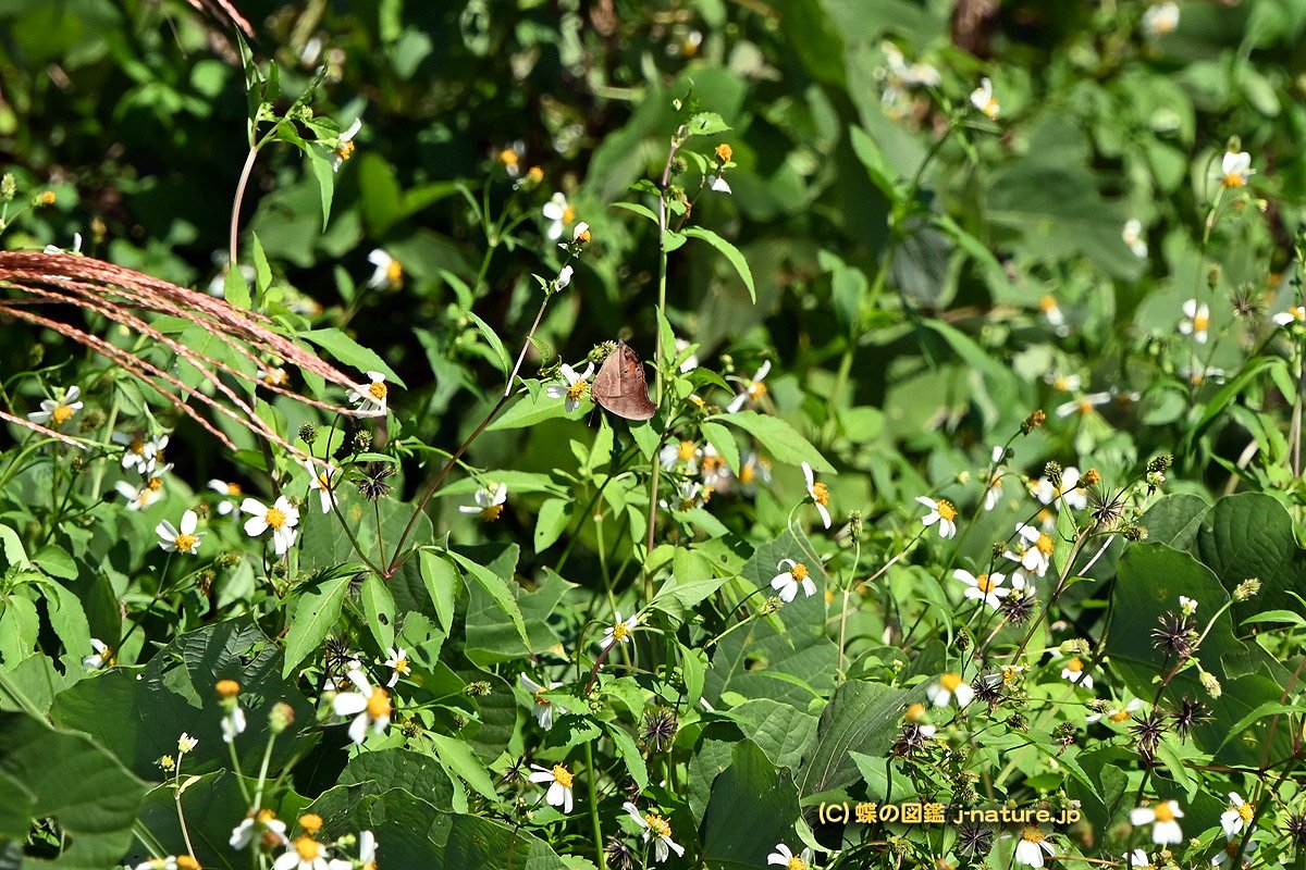 蝶の図鑑～今日の蝶ブログ