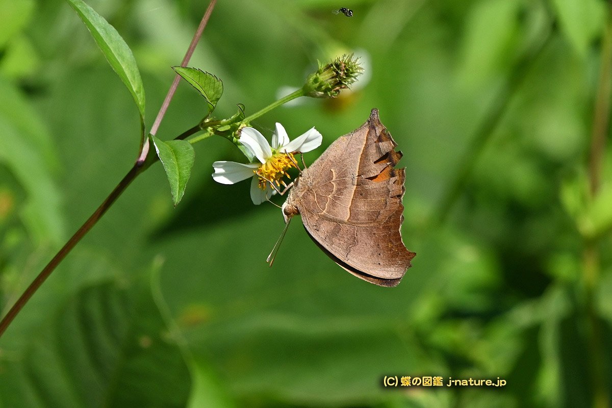 蝶の図鑑～今日の蝶ブログ