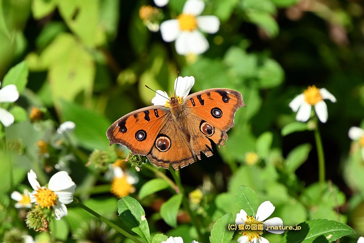 蝶の図鑑～今日の蝶ブログ