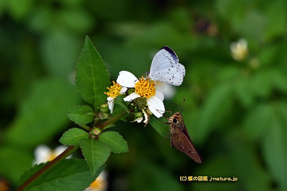 蝶の図鑑～今日の蝶ブログ