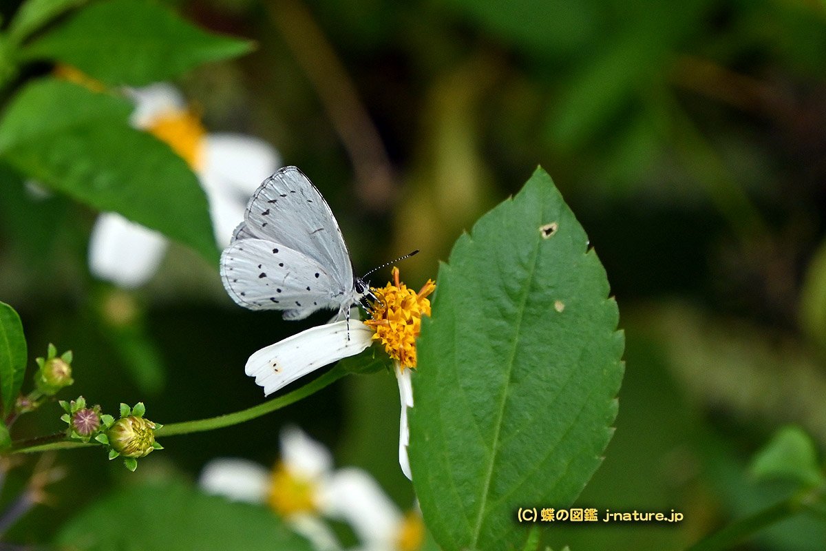 蝶の図鑑～今日の蝶ブログ