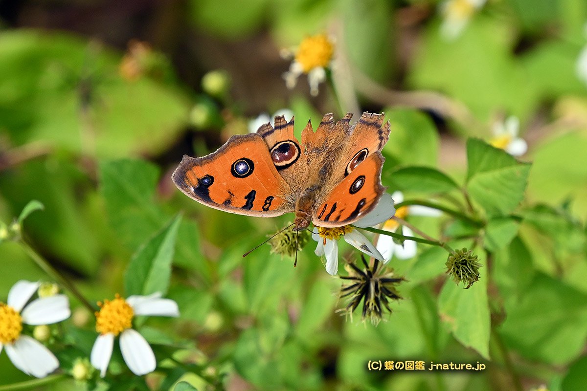 オマージョデダリ 蝶ではない 2025年】国蝶オオムラサキ🦋が清瀬市で見