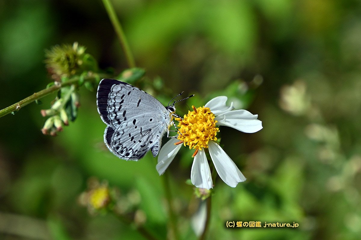 蝶の図鑑～今日の蝶ブログ