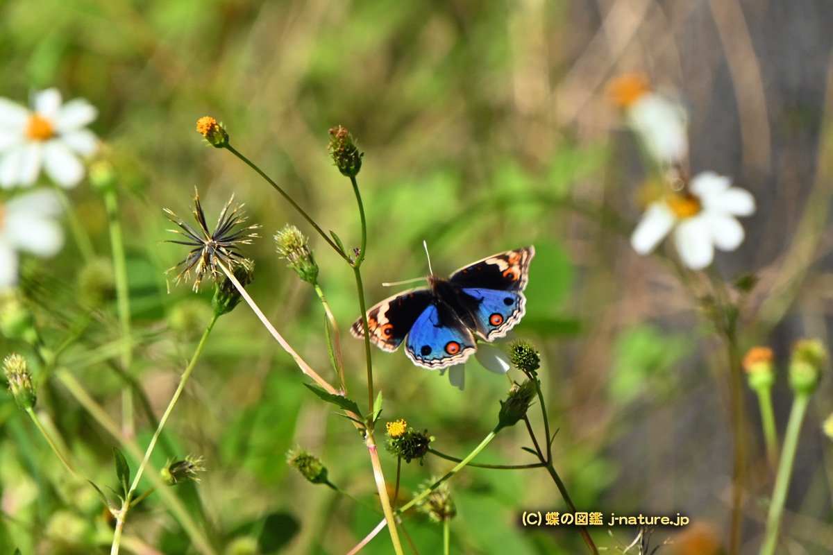 【琥蝶】おまとめ6点 蝶の図鑑～今日の蝶ブログ