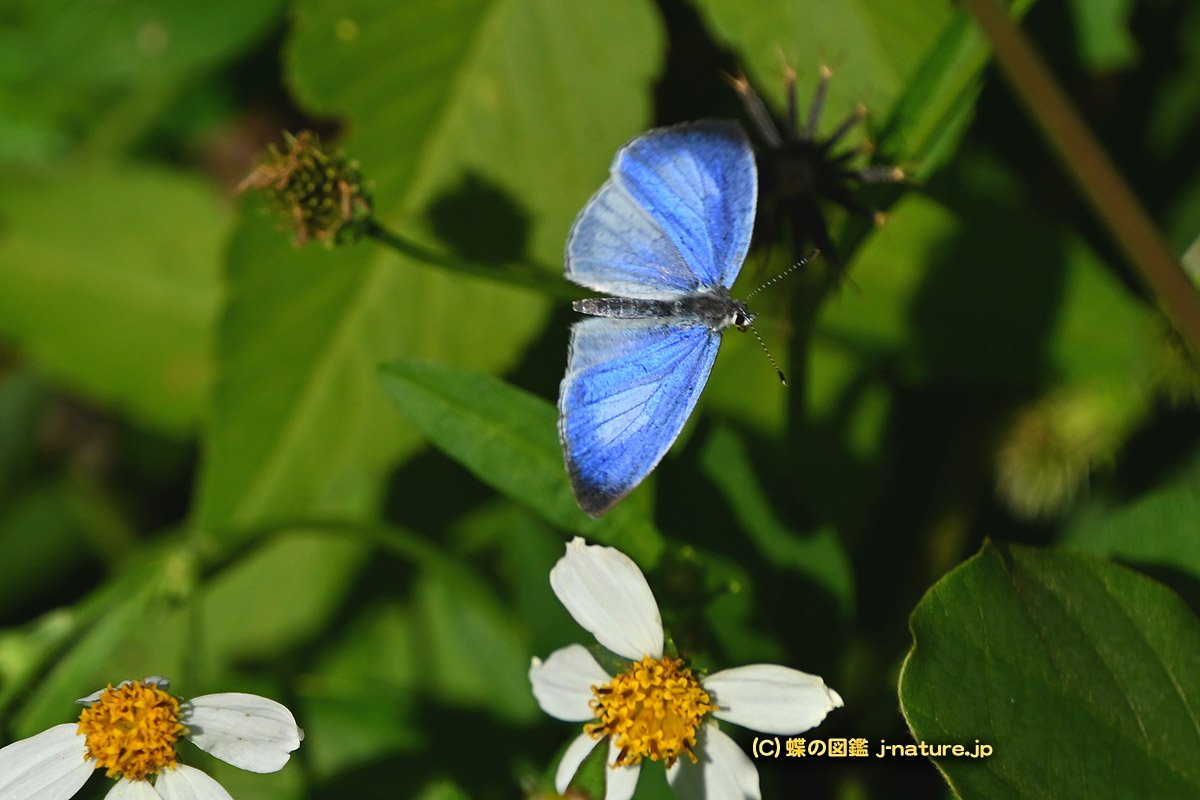 蝶の図鑑～今日の蝶ブログ