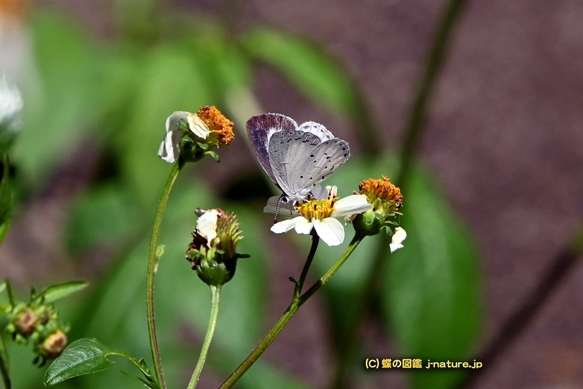 紋白蝶 蝶の図鑑～今日の蝶ブログ