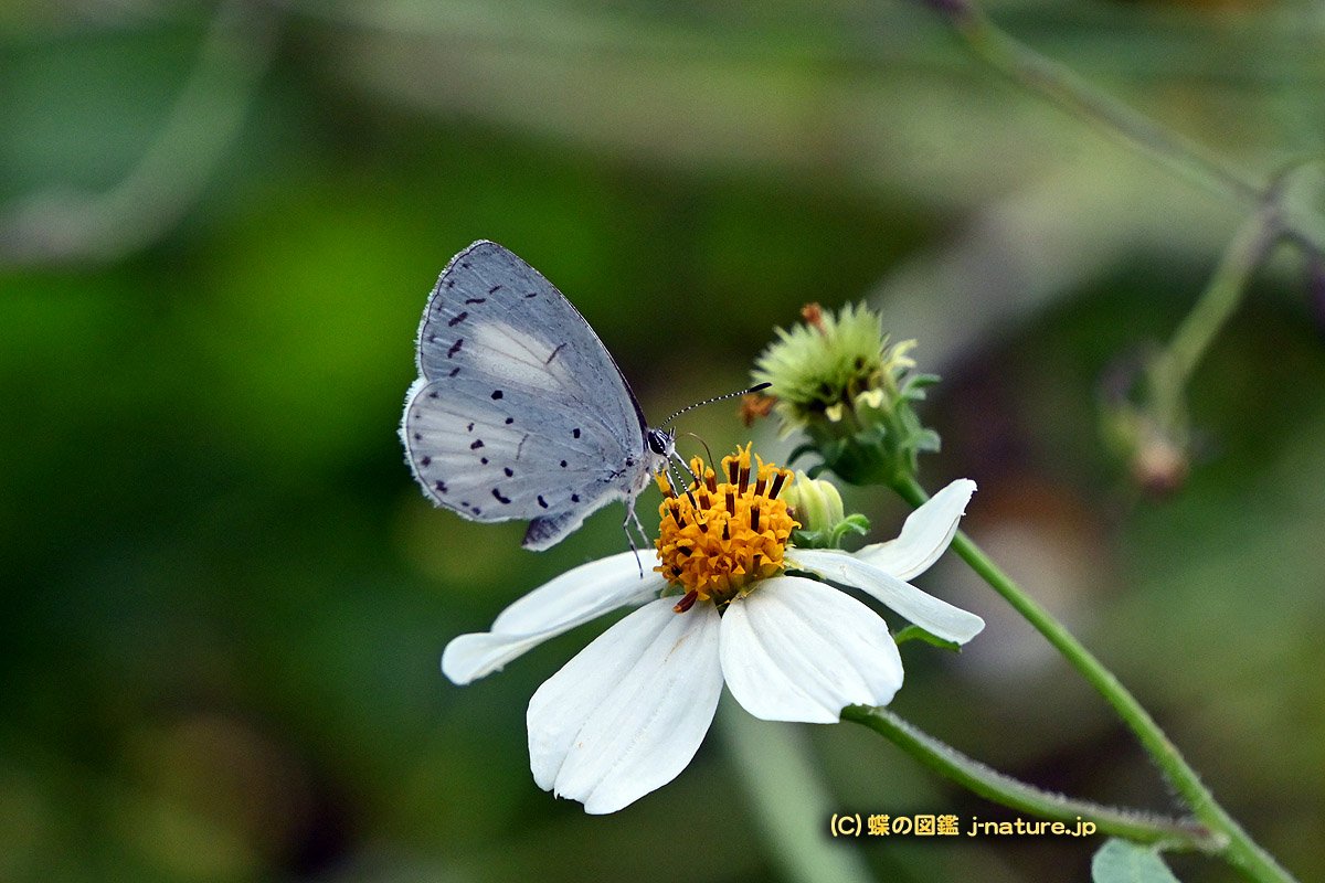 蝶の図鑑～今日の蝶ブログ