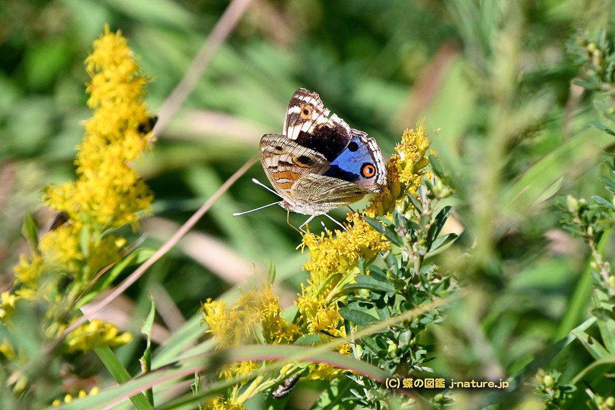 蝶の図鑑～今日の蝶ブログ