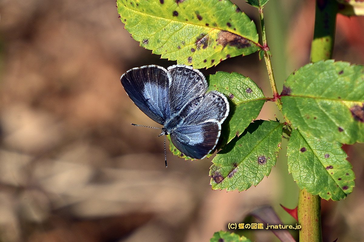 蝶の図鑑～今日の蝶ブログ