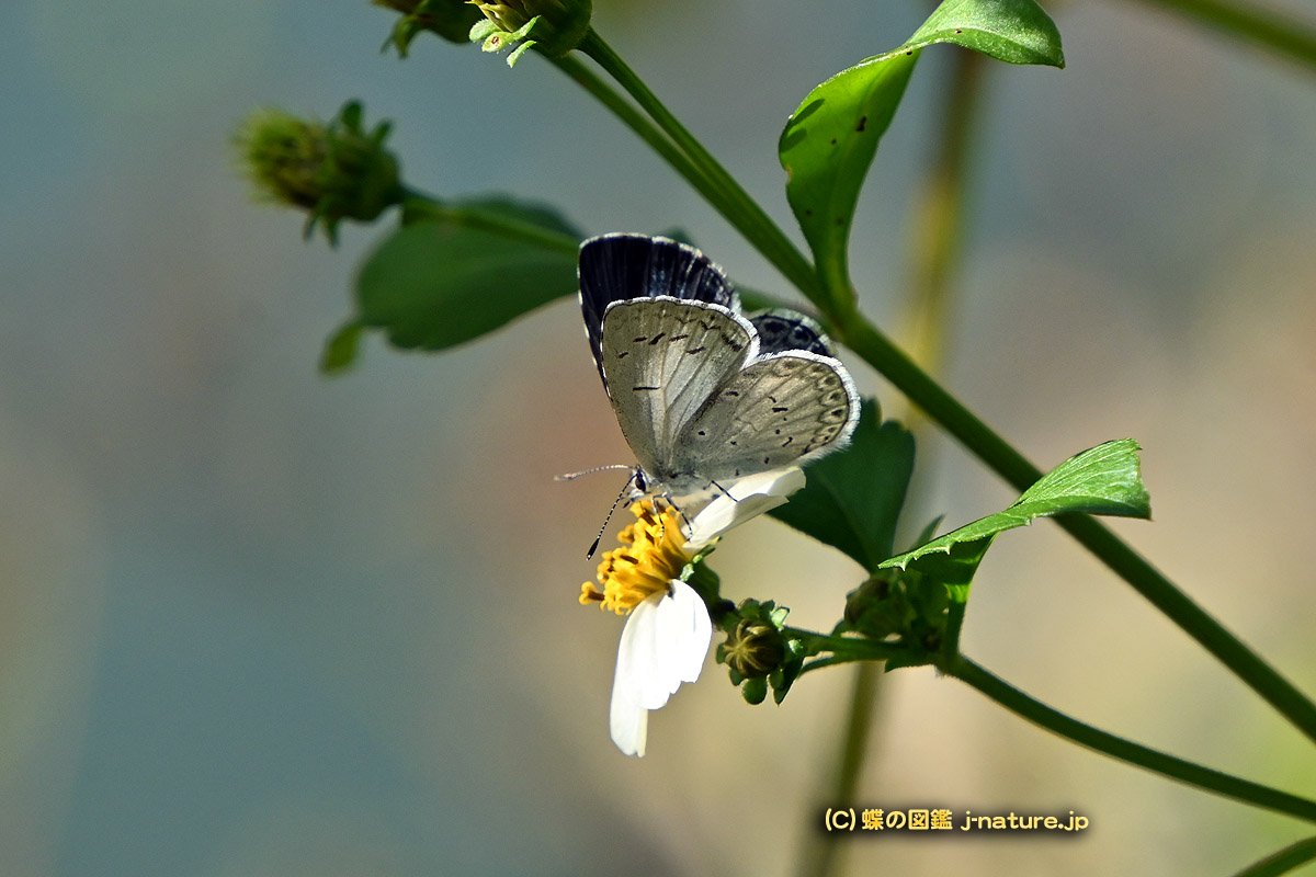 蝶の図鑑～今日の蝶ブログ