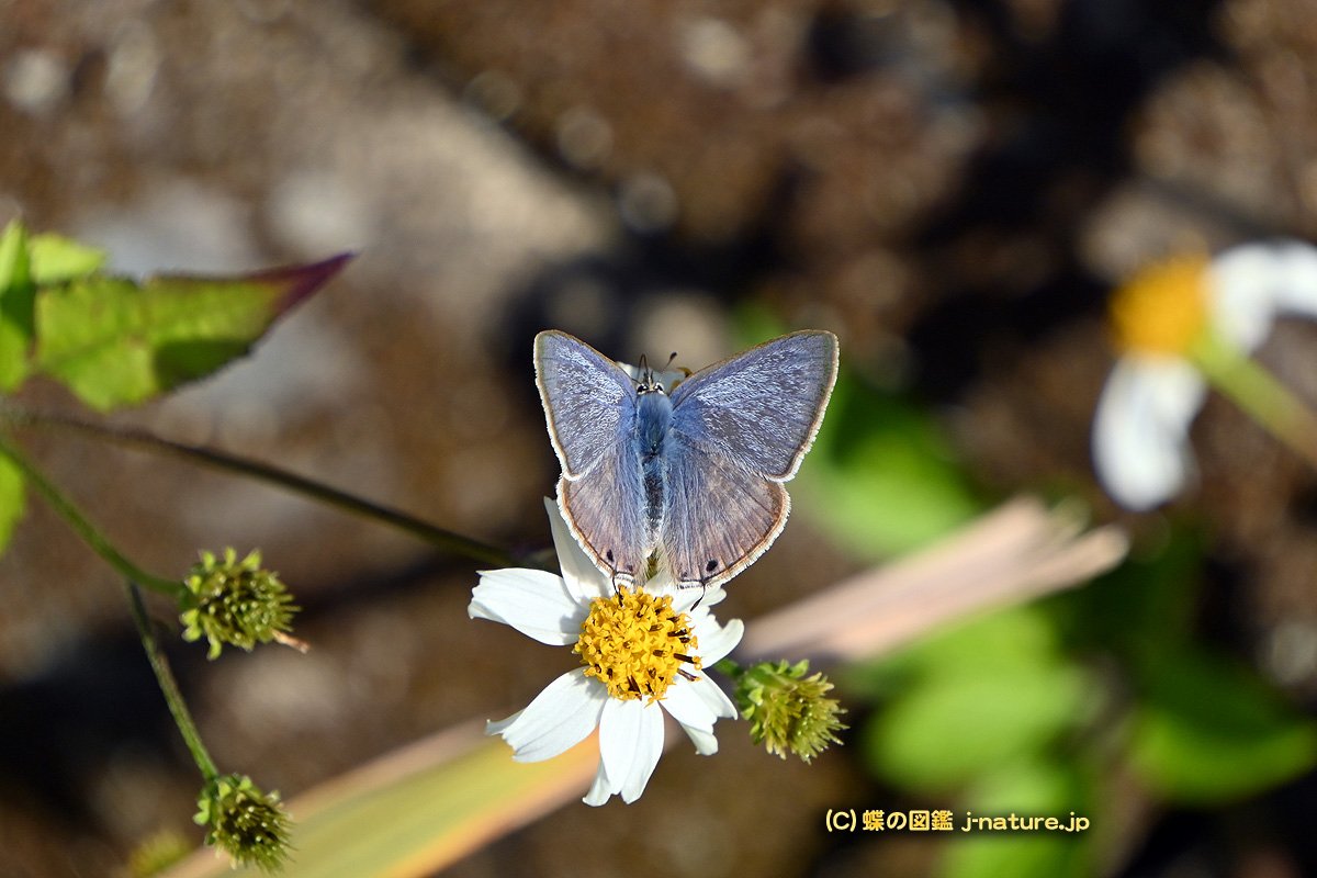 蝶の図鑑～今日の蝶ブログ
