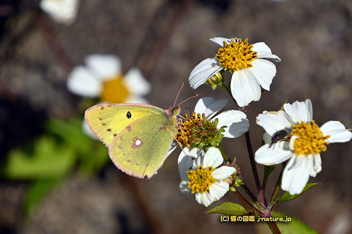 蝶の図鑑～今日の蝶ブログ