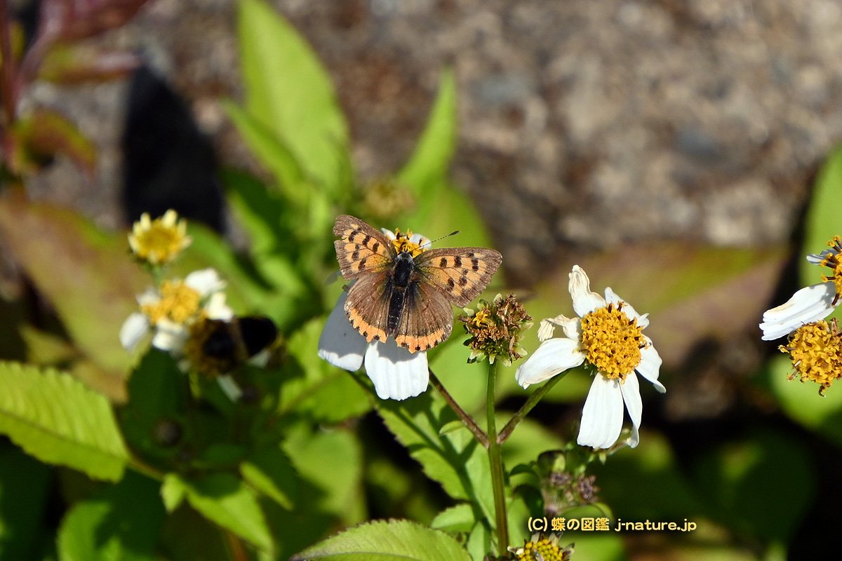 蝶の図鑑～今日の蝶ブログ
