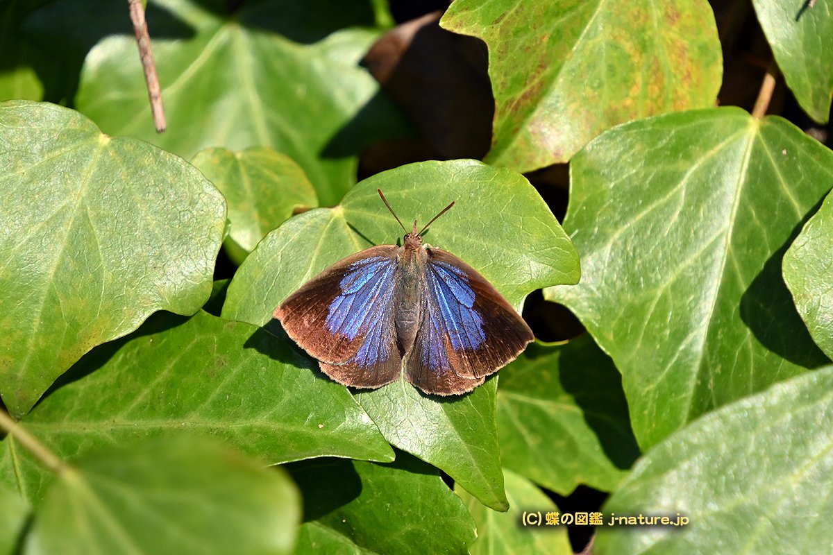 オマージョデダリ 蝶ではない オマージョデダリ蝶ではない