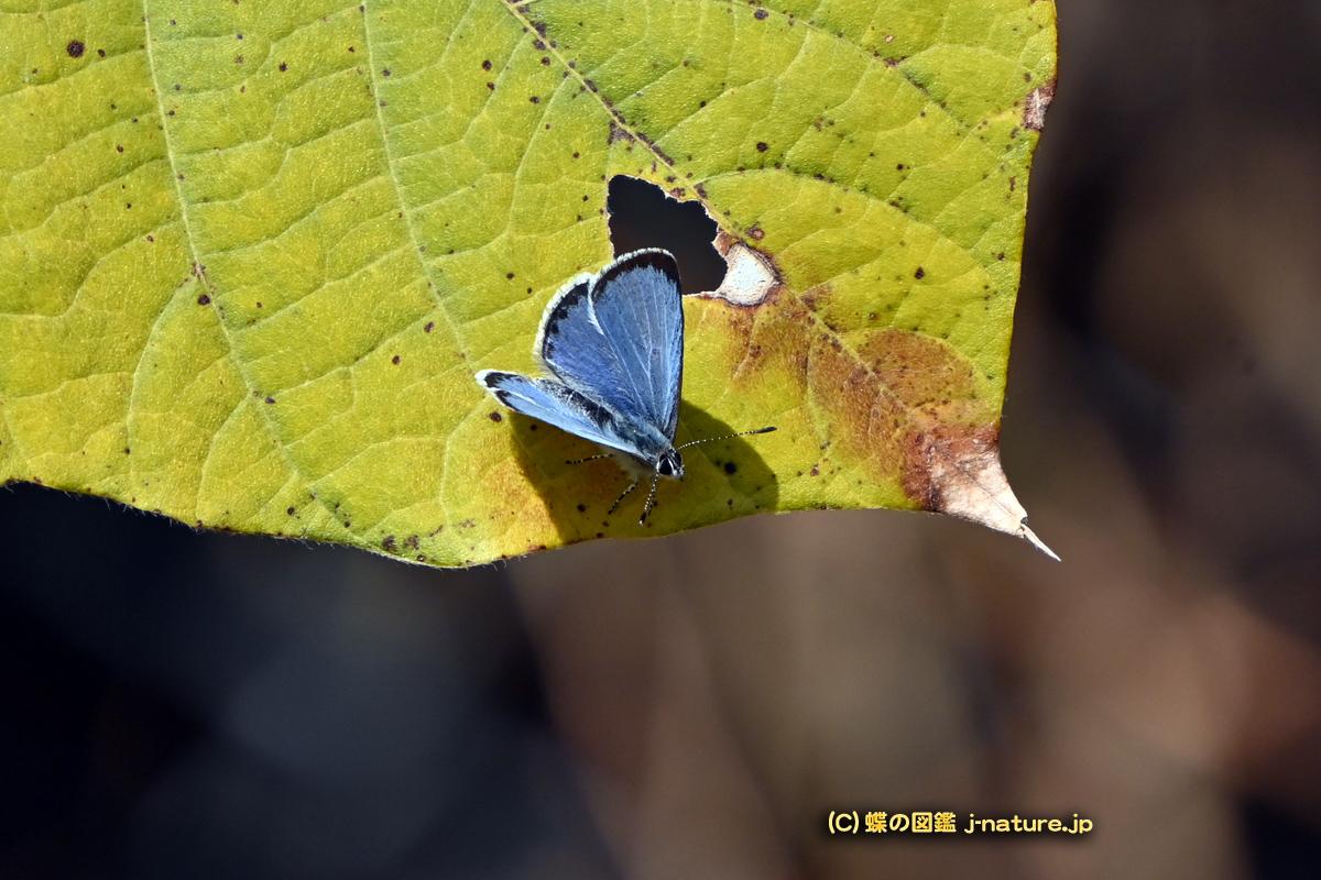 蝶の図鑑～今日の蝶ブログ