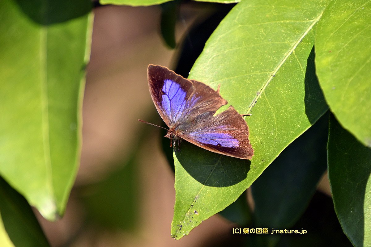 蝶の図鑑～今日の蝶ブログ